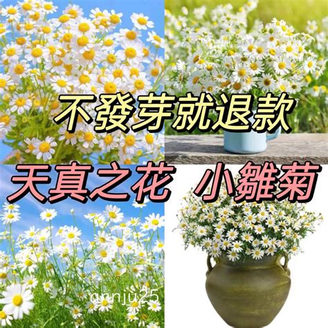 小雛菊發芽|【小雛菊 種植】驚艷！小雛菊優雅綻放，新手園藝也。